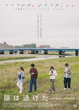 《猫猫逃走了》：萌猫化身智商担当，一场猫与人的爆笑追逐，谁才是真正的赢家？